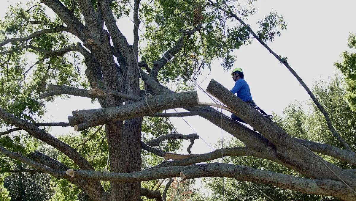 Professional Crown Thinning performed by certified arborists in Raeford