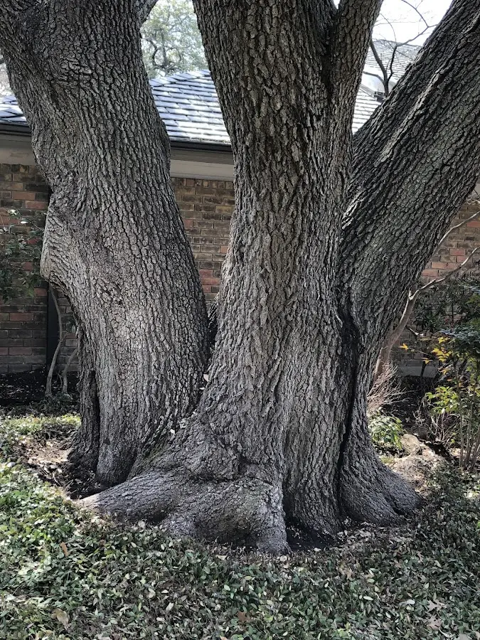 Mature heritage tree close to a Raeford property cared for by certified arborists